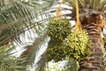 Cluster of green Kimri & khalal dates Royalty Free Stock Photo