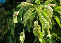 Cluster of Green Leaves with Gall Insect Infestation Patterns Royalty Free Stock Photo