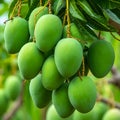 A cluster of green mangoes tree Royalty Free Stock Photo