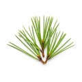 A cluster of green pine needles from the species Pinus, arranged on a plain white Royalty Free Stock Photo