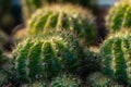 Cluster of green round Cactus with light shining from the side