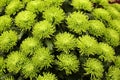 Cluster of green spider mums Royalty Free Stock Photo