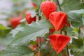 Cluster group of Chinese lantern Flowers Plants with close up macro distance