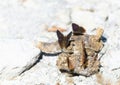 A cluster of Guatemalan Coppers, Iophanus pyrrhias, butterflies gathered on a rocky surface in Mexico