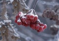 The cluster of a guelder-rose Royalty Free Stock Photo