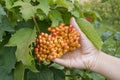 Cluster of a guelder-rose berries in a hand