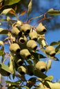 Eucalyptus gum nuts