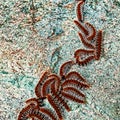 A cluster of hairy red caterpillars