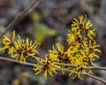 Hamamelis mollis Jermyns Gold