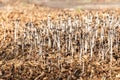 Cluster of harefoot mushroom Coprinopsis lagopus bloom after a heavy rain