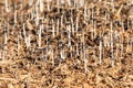 Cluster of harefoot mushroom Coprinopsis lagopus bloom after a heavy rain
