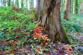 Honey fungus mushrooms in woodland