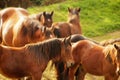 Cluster of horses gathered in a lush, green pasture Royalty Free Stock Photo