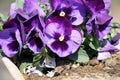 Cluster of hybrid Pansy purple (Viola Ã wittrockiana) flowers : (pix Sanjiv Shukla) Royalty Free Stock Photo