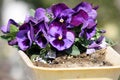 Cluster of hybrid Pansy purple (Viola Ã wittrockiana) flowers : (pix Sanjiv Shukla) Royalty Free Stock Photo