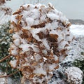 Snow on Hydrangeas Royalty Free Stock Photo