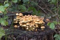 Hypholoma dispersum fungi on dead wood