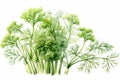 A cluster of isolated green herb with feathery leaves. Copy space