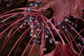 Cluster of ivy leaves and fruits in autumn