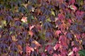 Cluster of ivy leaves and fruits in autumn