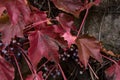 Cluster of ivy leaves and fruits in autumn