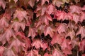 Cluster of ivy leaves and fruits in autumn Royalty Free Stock Photo