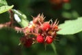 cluster of japanes wineberries, some red already others still unripe