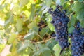 Cluster of juicy grapes on a wine backlit with sunlight. Selective focus. Copy space.