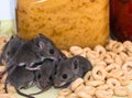A cluster of juvenile house mice nestled in a pile of cereal.