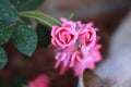 Cluster of knock out pink roses Royalty Free Stock Photo