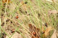 A cluster of ladybirds on the grass Royalty Free Stock Photo