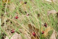A cluster of ladybirds on the grass Royalty Free Stock Photo