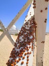 Cluster of ladybugs on the beach on a summer sunny day. Invasion of ladybug insects Royalty Free Stock Photo