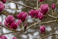 Magnolia Theodora Royalty Free Stock Photo