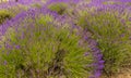 A cluster of lavender blooms in the village of Heacham, Norfolk, UK