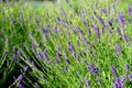 Cluster of lavender plants with fresh purple buds in spike inflorescences in the sunlight