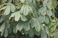 Chestnut, American Castanea dentate Leaves