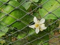 Cluster of lime flowers