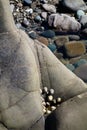 A cluster of Limpets Royalty Free Stock Photo