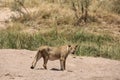 During the day time most lion rest after food and water. Royalty Free Stock Photo