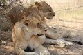 During the day time most lion rest after food and water. Royalty Free Stock Photo