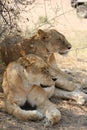 During the day time most lion rest after food and water. Royalty Free Stock Photo