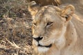 During the day time most lion rest after food and water. Royalty Free Stock Photo