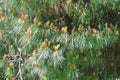 Cluster of long needled pine with seed pods Royalty Free Stock Photo