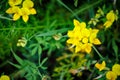 A cluster of lotus corniculatus or Birds Foot Trefoil natural background photography on green background