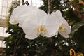 Hanging White Orchids