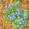 bunch of blue Myosotis or forget-me-nots, mouse\'s ear in Spring garden