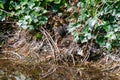 Cluster of mallard ducklings huddled together on the riverbank hidden amongst the vegetation