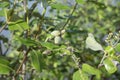 Cluster of the mangrove tannin fruits.