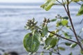 Cluster of the mangrove tannin fruits.